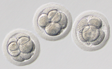 初期胚