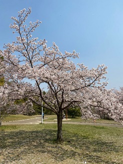 桜