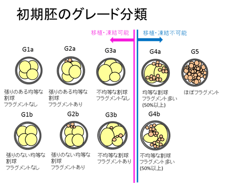 私の卵は赤ちゃんになれる 桃クリブログ 大阪の不妊治療なら 園田桃代artクリニック