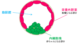 予定日 胚盤胞 胚盤胞移植 フライングはいつから反応ありましたか？