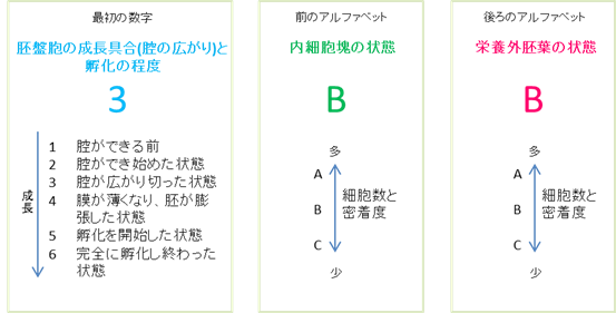 出産予定日 胚盤胞