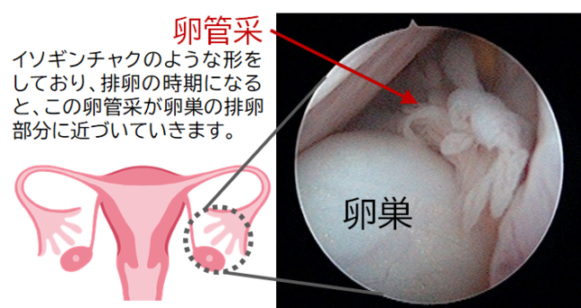 卵管 妊娠という奇蹟へ導く大事な役割 桃クリブログ 大阪の不妊治療なら 園田桃代artクリニック