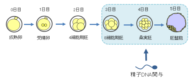 良好な受精卵を得るために 精子の質へアプローチ 桃クリブログ 大阪の不妊治療なら 園田桃代artクリニック